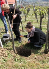 Praznik vina na Bizeljskem 2016 (24)