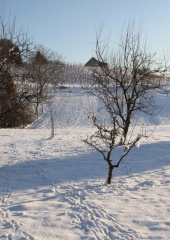 Antonovo Bukovje januar 2017 (2)