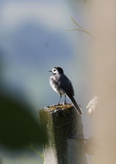 Bela pastirica (Motacilla alba) (1)