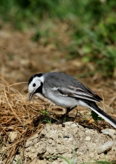 Bela pastirica (Motacilla alba) (3)
