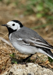 Bela pastirica (Motacilla alba) (4)