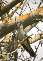 IMG_9857-copy