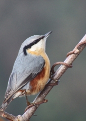 Brglez (Sitta europaea)