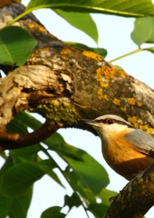 Brglez (Sitta europaea) (3)