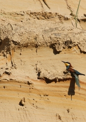 Čebelar-Bizeljsko-2020-1