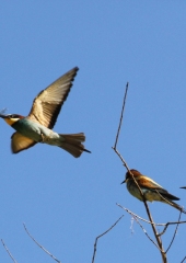 Čebelar-Bizeljsko-2020-3