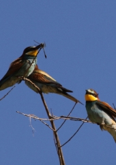 Čebelar-Bizeljsko-2020-4