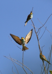 Čebelar-Bizeljsko-2020-5