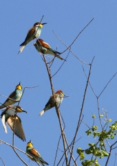 Čebelar-Bizeljsko-2020-6