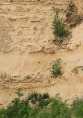 Čebelar-Bizeljsko-2020-7