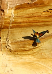 Čebelar (Merops apiaster) (1)