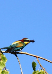 Čebelar (Merops apiaster)