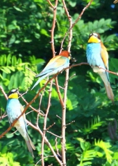Čebelar (Merops apiaster) (3)