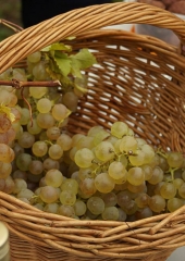 Pohod po Grajski poti 2016 (11)
