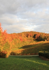 Jesen-med-vinogradi-Bizeljsko-2020-10