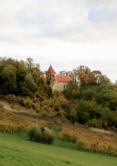 Jesen-med-vinogradi-Bizeljsko-2020-11