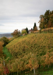 Jesen-med-vinogradi-Bizeljsko-2020-13