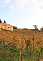 Jesen-med-vinogradi-Bizeljsko-2020-14