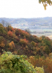 Jesen-med-vinogradi-Bizeljsko-2020-15