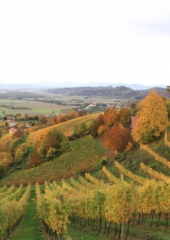 Jesen-med-vinogradi-Bizeljsko-2020-16