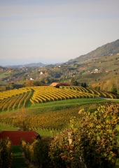 Jesen-med-vinogradi-Bizeljsko-2020-2