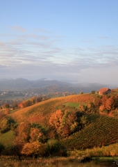 Jesen-med-vinogradi-Bizeljsko-2020-20