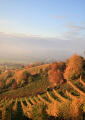 Jesen-med-vinogradi-Bizeljsko-2020-21