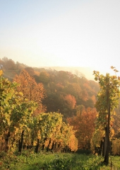 Jesen-med-vinogradi-Bizeljsko-2020-24