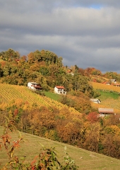 Jesen-med-vinogradi-Bizeljsko-2020-25