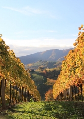 Jesen-med-vinogradi-Bizeljsko-2020-27