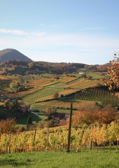 Jesen-med-vinogradi-Bizeljsko-2020-28