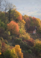 Jesen-med-vinogradi-Bizeljsko-2020-3