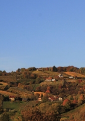 Jesen-med-vinogradi-Bizeljsko-2020-30