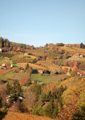 Jesen-med-vinogradi-Bizeljsko-2020-31