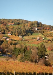 Jesen-med-vinogradi-Bizeljsko-2020-32