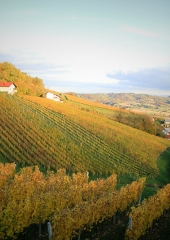 Jesen-med-vinogradi-Bizeljsko-2020-33