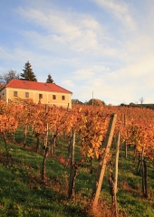 Jesen-med-vinogradi-Bizeljsko-2020-36