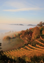 Jesen-med-vinogradi-Bizeljsko-2020-37