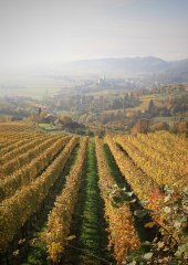 Jesen-med-vinogradi-Bizeljsko-2020-4