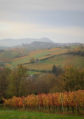 Jesen-med-vinogradi-Bizeljsko-2020-41