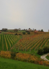 Jesen-med-vinogradi-Bizeljsko-2020-42