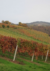 Jesen-med-vinogradi-Bizeljsko-2020-44