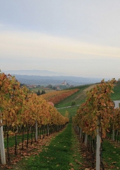 Jesen-med-vinogradi-Bizeljsko-2020-46