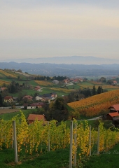 Jesen-med-vinogradi-Bizeljsko-2020-47