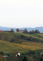 Jesen-med-vinogradi-Bizeljsko-2020-48