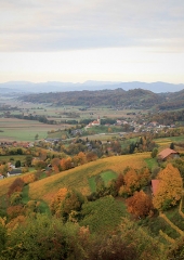 Jesen-med-vinogradi-Bizeljsko-2020-5