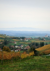 Jesen-med-vinogradi-Bizeljsko-2020-50