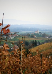 Jesen-med-vinogradi-Bizeljsko-2020-51