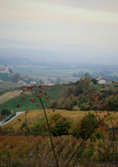 Jesen-med-vinogradi-Bizeljsko-2020-53