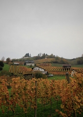 Jesen-med-vinogradi-Bizeljsko-2020-58